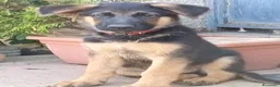 Pastore Tedesco cani in vendita: Cuccioli cane pastore tedesco  - Annuncio 2