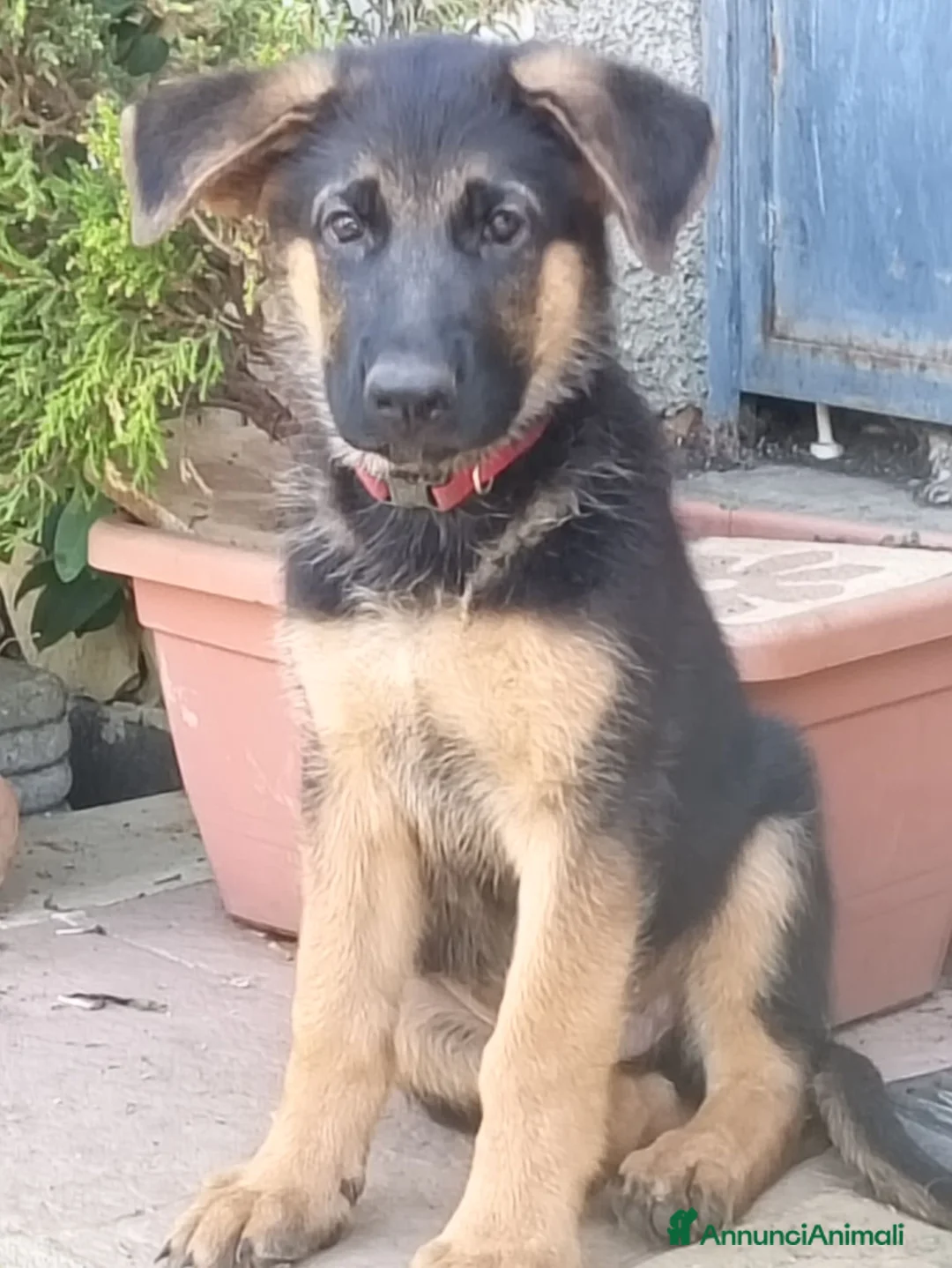 Pastore Tedesco cani in vendita: Cuccioli cane pastore tedesco  - Annuncio 2
