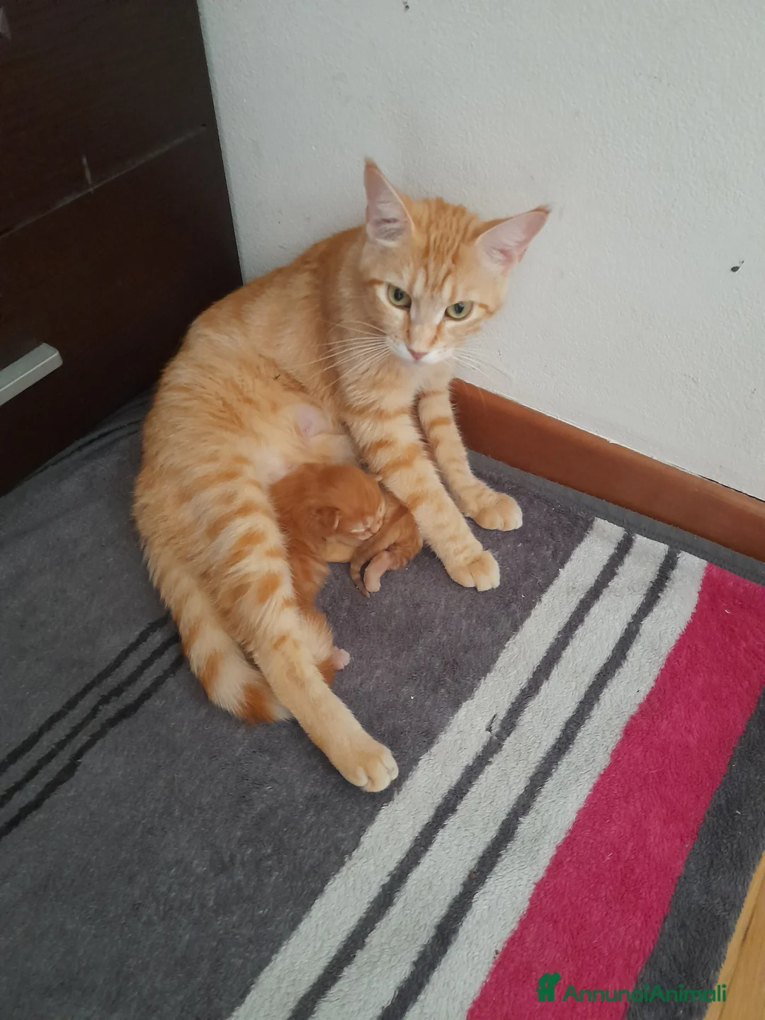 Maine Coon gatti in vendita: Gattina disponibile  - Annuncio 1