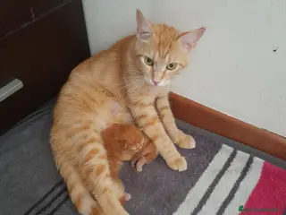 Maine Coon gatti Gattina disponibile - Annuncio 8