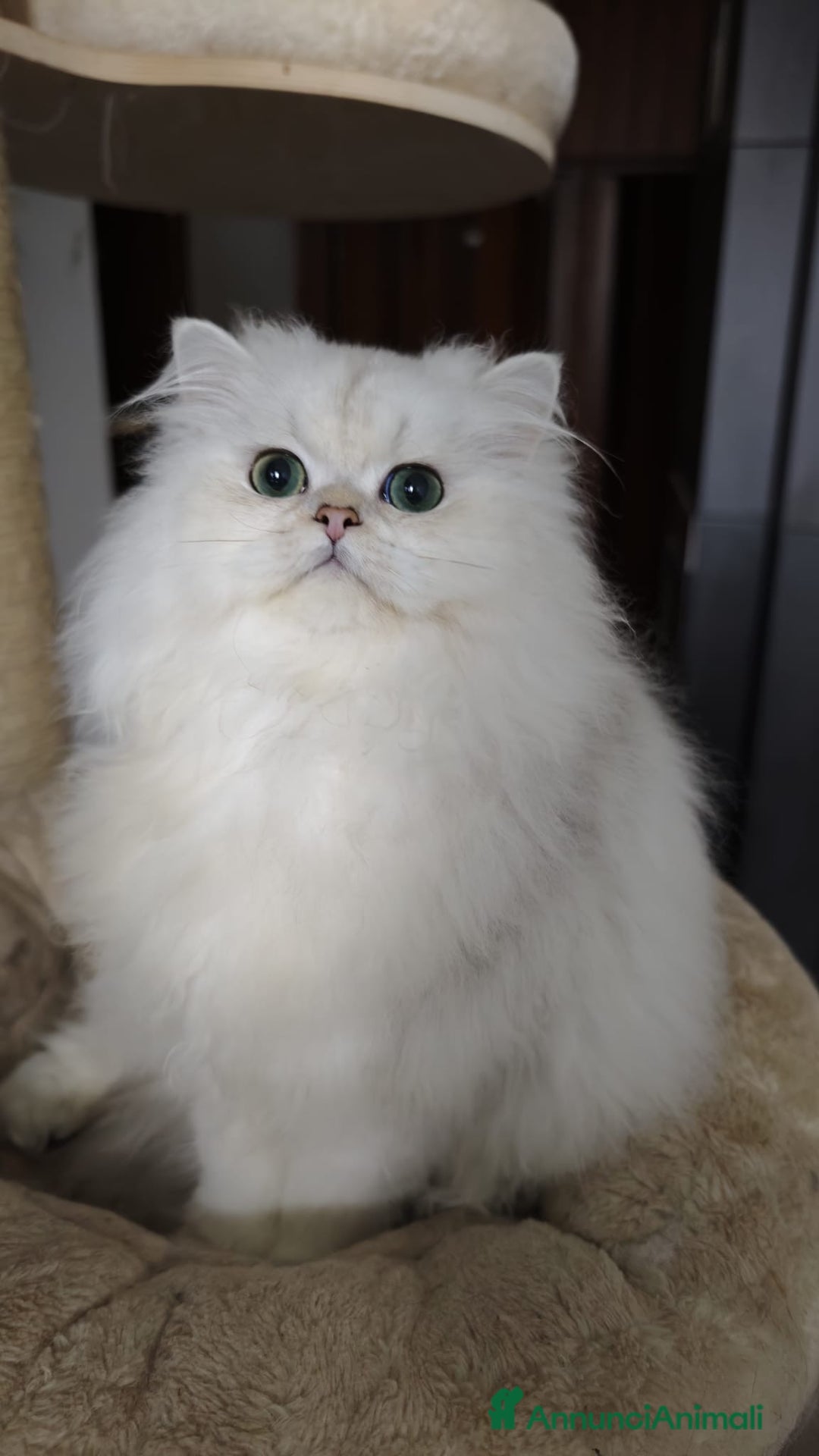 British gatti in vendita: British longhair - Annuncio 5