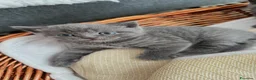 Scottish gatti in vendita: Gattini a Provincia di Brescia - Annuncio 3