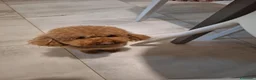 Barboncino Toy cani in vendita: Ultimo Barboncino Toy Nero - Annuncio 3