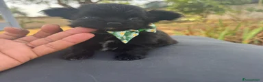 Chihuahua 2