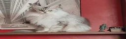 Maine Coon gatti in vendita: Cuccioli Maine Coon Silver - 3 maschi disponibili - Annuncio 4