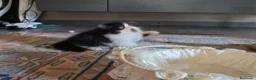 Persiano gatti in vendita: Gatti persiani  - Annuncio 12