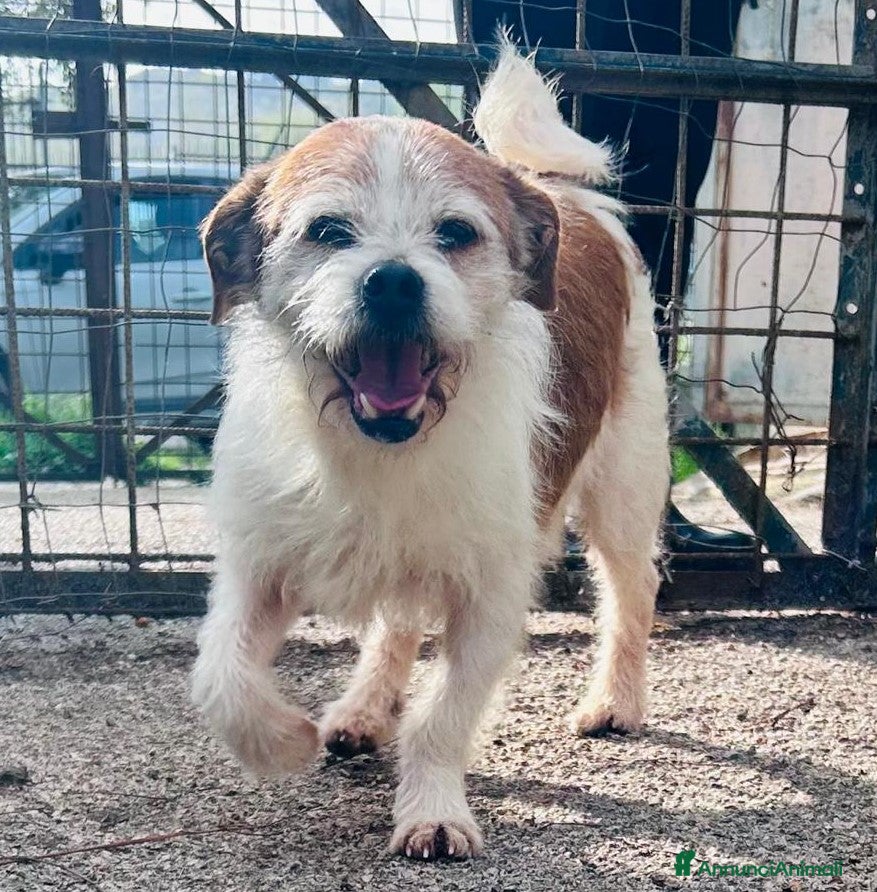 Meticcio cani METICCIO  - Annuncio 15