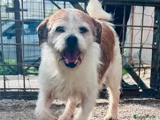 Meticcio cani METICCIO - Annuncio 15