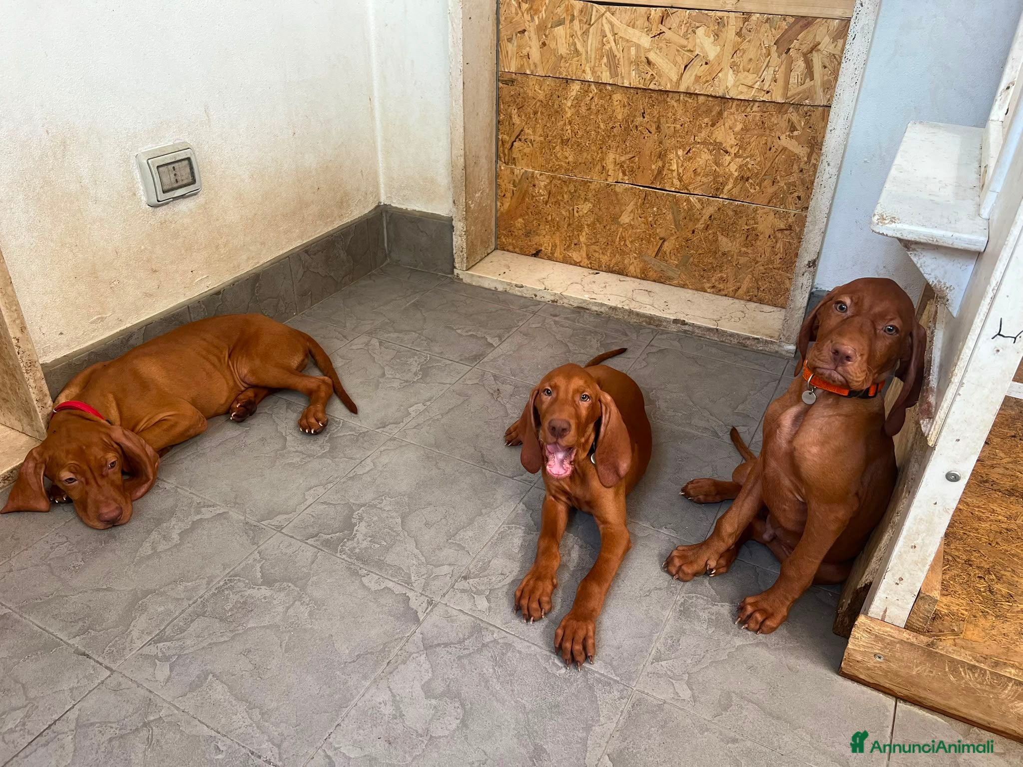 Vizsla cani Ultimi 3 maschi di di bracco ungherese disponibili - Annuncio 2