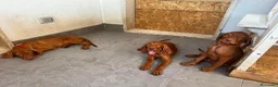 Vizsla cani in vendita: Ultimi 3 maschi di di bracco ungherese disponibili - Annuncio 2