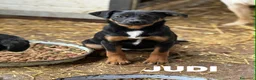 Meticcio cani in regalo: JUDI, coccolona rimasta sola! TG MEDIO PICCOLA - Annuncio 6