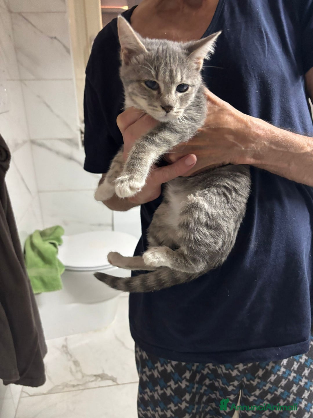 Europeo gatti in regalo: Splendido nadir - Annuncio 4