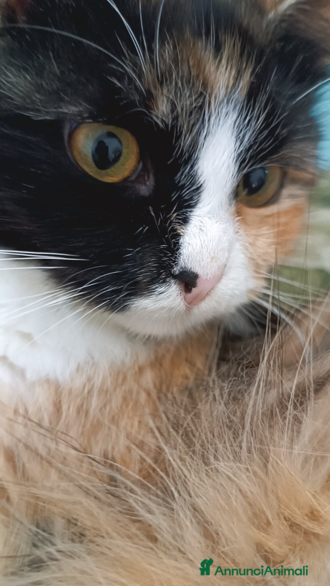 Siberiano gatti Splendidi Cuccioli Gatto Siberiano Pedigree ENFI - Annuncio 2