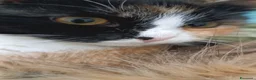 Siberiano gatti in vendita: Splendidi Cuccioli Gatto Siberiano Pedigree ENFI - Annuncio 2