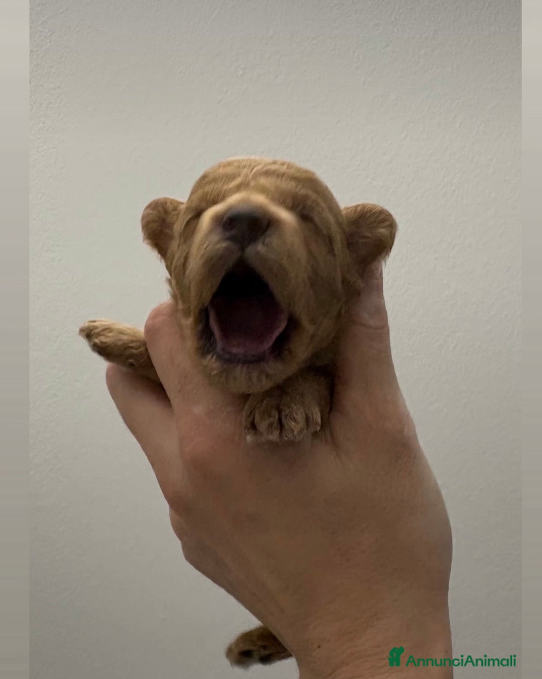 Barboncino Toy cani in vendita: Barboncino fulvo maschio  - Annuncio 1