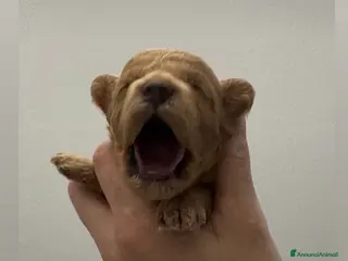 Barboncino Toy cani Barboncino fulvo maschio - Annuncio 8