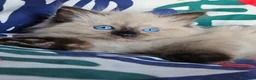 Ragdoll gatti in vendita: Meravigliosa cucciolata Ragdoll  - Annuncio 3