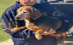 Bassotto cani in regalo: Armando bassotto dolce e gentile cerca casa - Immagine 4