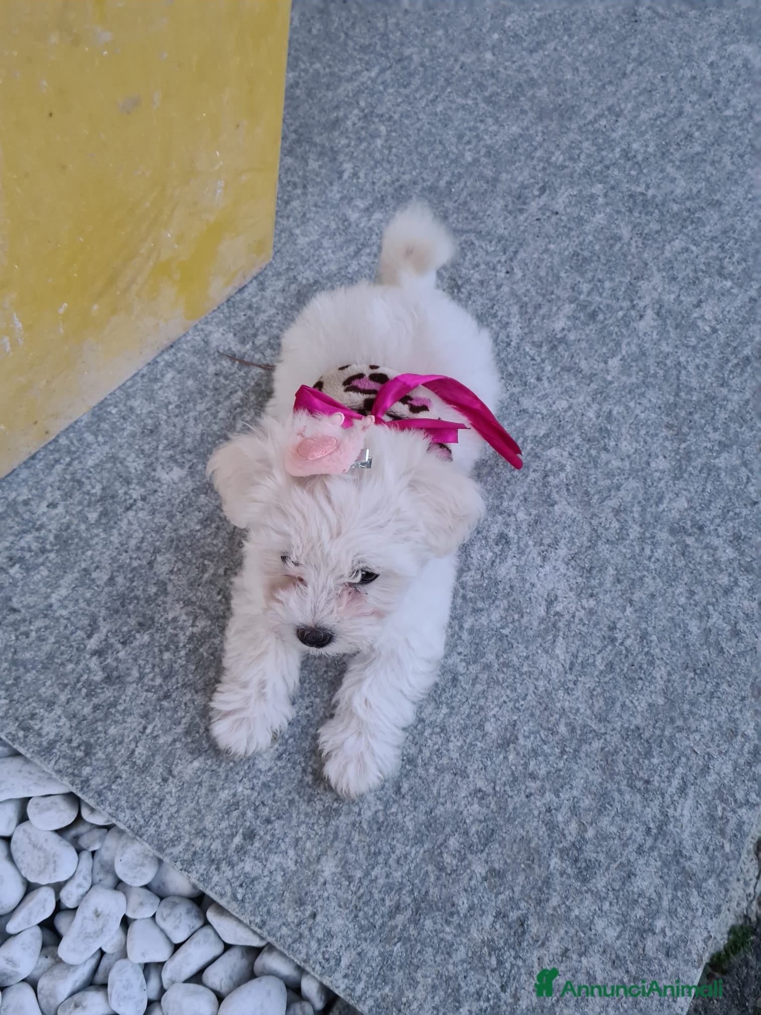 Maltese cani Maltese - Annuncio 2