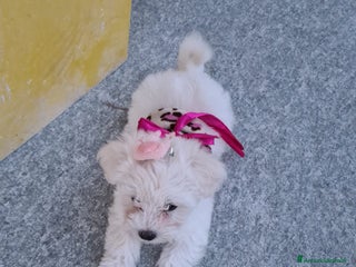 Maltese cani Maltese - Annuncio 1