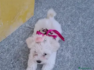 Maltese cani Maltese - Annuncio 14