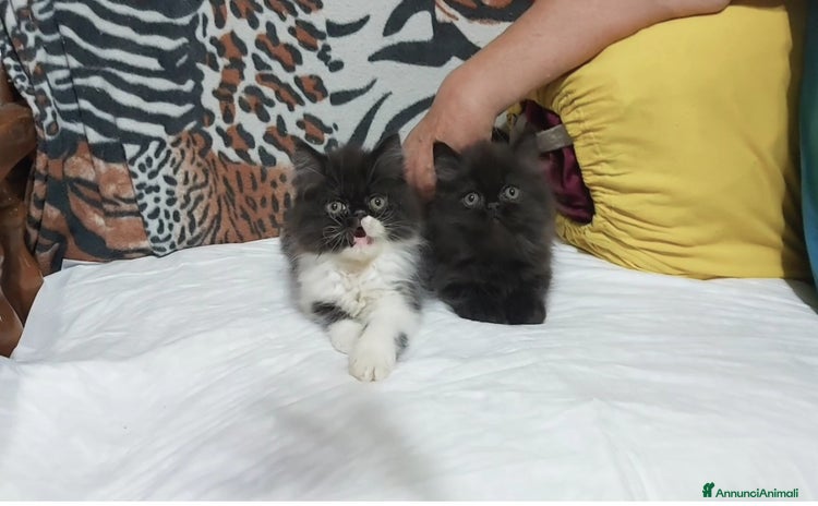 Persiano gatti a Città Metropolitana di Torino - Annuncio 2