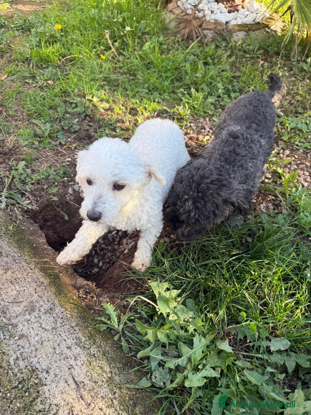 Barboncino Toy cani in vendita: Barboncini toy  - Annuncio 8