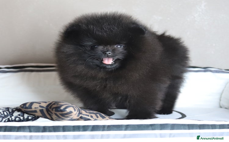 Volpino Pomerania cani - Annuncio 5