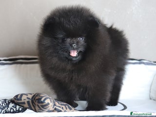 Volpino Pomerania cani Pomerania nero nano - Annuncio 38