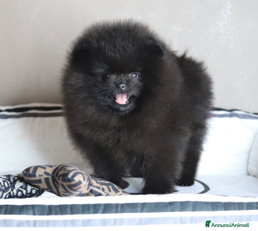 Volpino Pomerania cani - Annuncio 5