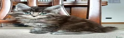 Maine Coon gatti in vendita: Maine coon - Annuncio 4