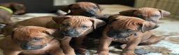Rhodesian Ridgeback cani in vendita: Rhodesian Ridgeback cuccioli  - Annuncio 8