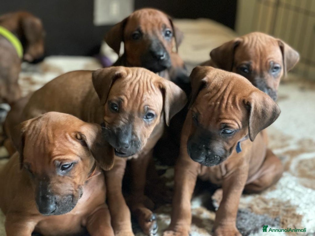 Rhodesian Ridgeback cani in vendita: Rhodesian Ridgeback cuccioli  - Annuncio 8
