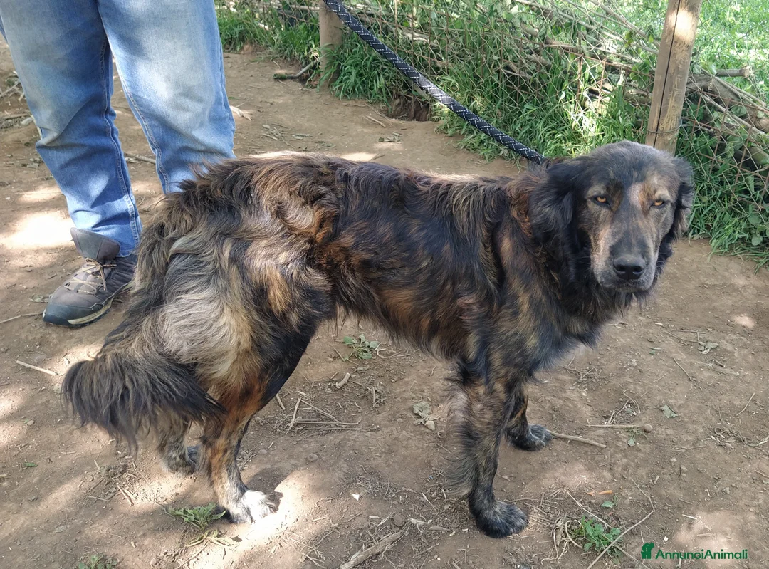 Altre razze cani in regalo: Splendido jango a Provincia di Viterbo - Annuncio 6