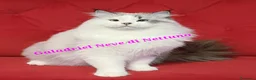 Siberiano gatti in vendita: Gatto siberiano neva-masquerade ipoallergenico - Annuncio 2