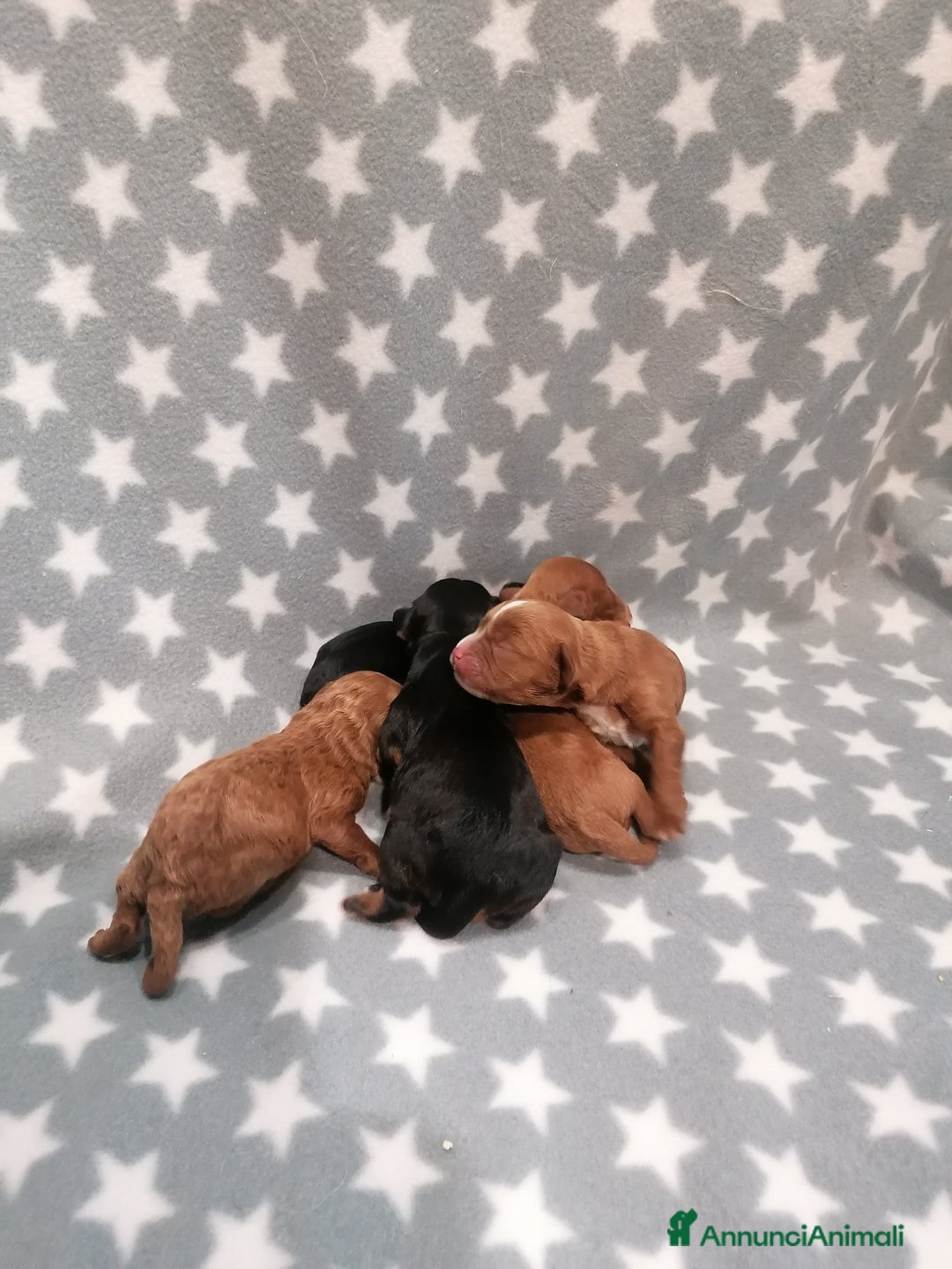 Meticcio cani in vendita: Cavapoo cuccioli - Annuncio 11