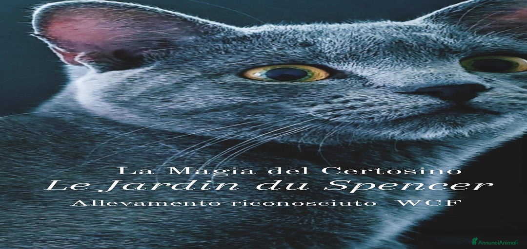 Immagine della galleria {{count}}