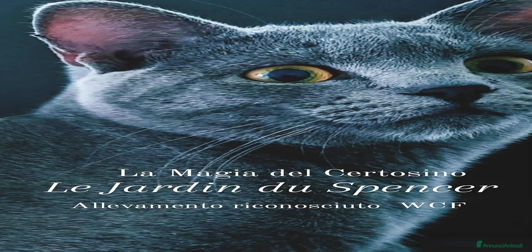 Immagine della galleria {{count}}