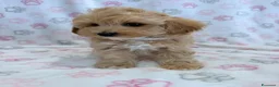 Maltipoo cani in vendita:  Bellissima cucciolata di Maltipoo F1 - Annuncio 3