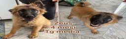Meticcio cani in regalo: TROPPI CUCCIOLI SOLI IN RIFUGIO  a Provincia di Verona - Annuncio 10