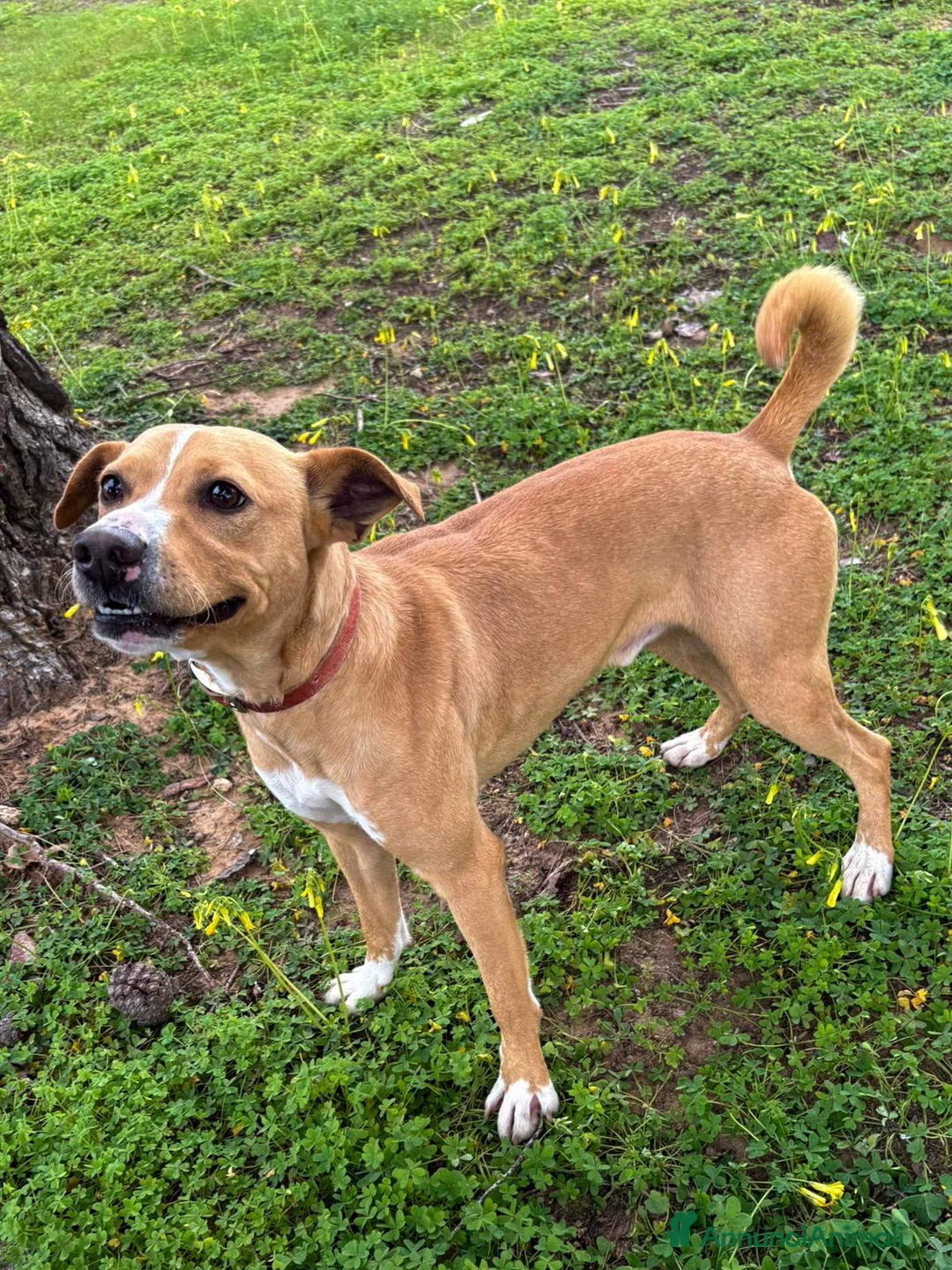 Meticcio cani in regalo: SPILLO 💙 - piccola taglia, gigante personalità 😂 a Provincia di Alessandria - Annuncio 5
