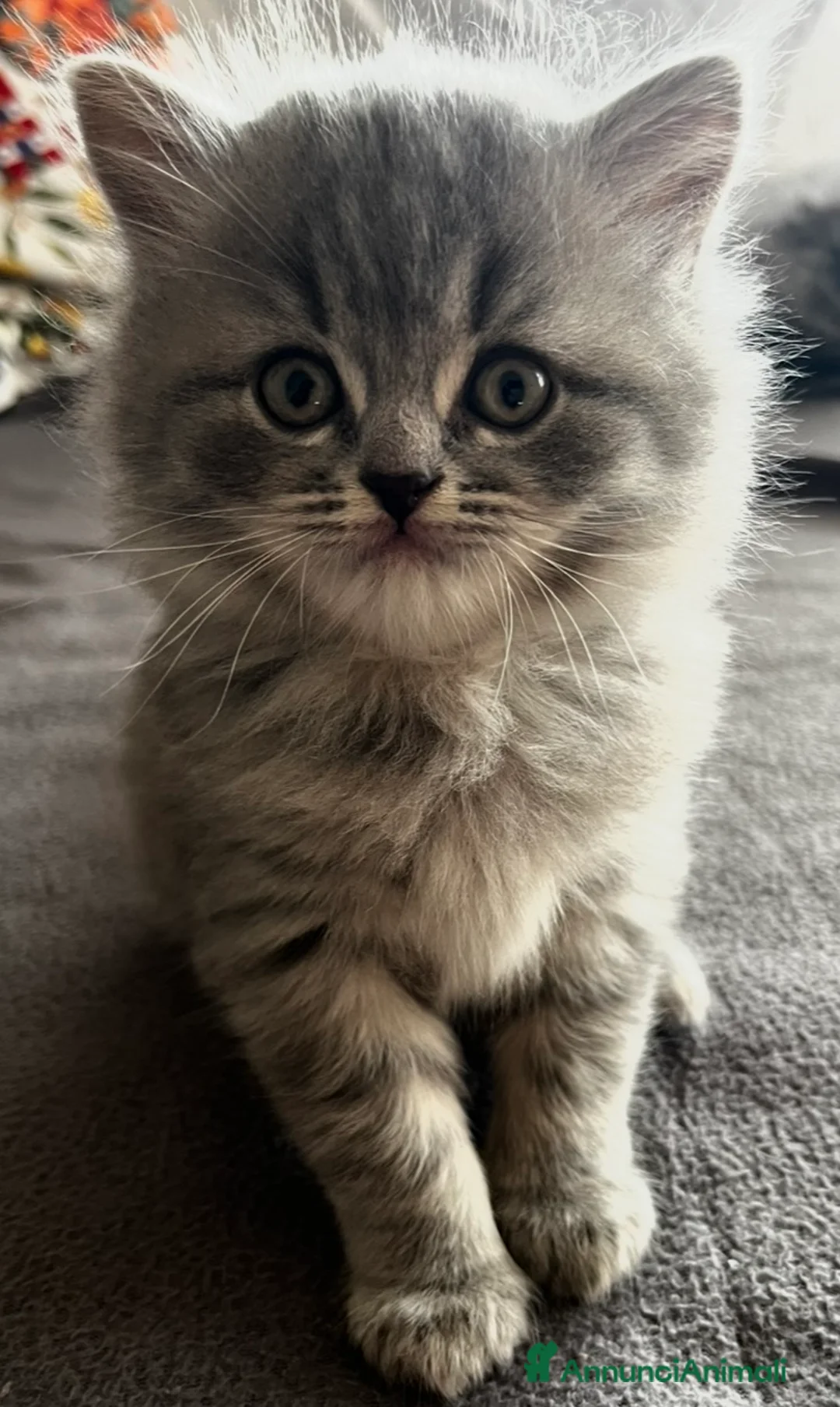 Scottish gatti in vendita: Schottish straight  a Provincia di Pordenone - Annuncio 2