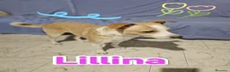 Meticcio cani in regalo: Lillina finirà in canile o rifugio  a Città metropolitana di Milano - Annuncio 3