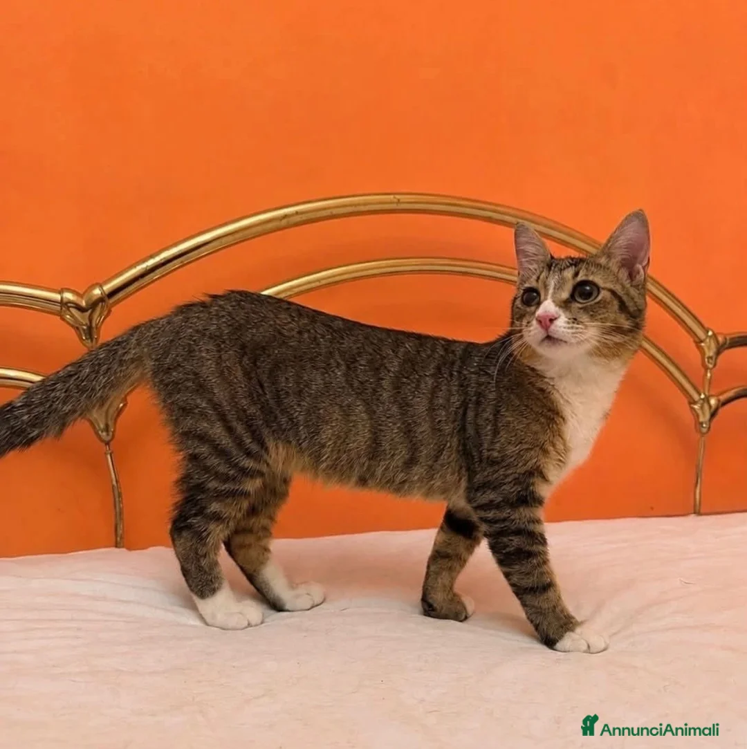Europeo gatti in regalo: Bella una micina stupenda  - Annuncio 1