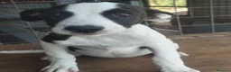 Meticcio cani in regalo: 3femmine sui 3mesi tg media COSENZA URGENTEEEE - Annuncio 3