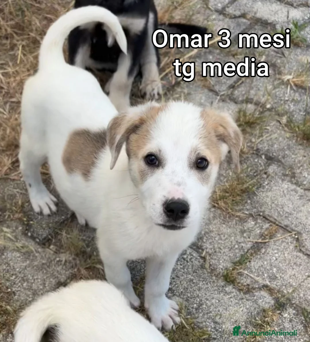 Meticcio cani in regalo: CUCCIOLI IN CERCA D'AMORE  a Provincia di Prato - Annuncio 2
