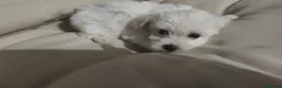 Maltese cani in vendita: Maschio Maltese - Annuncio 6