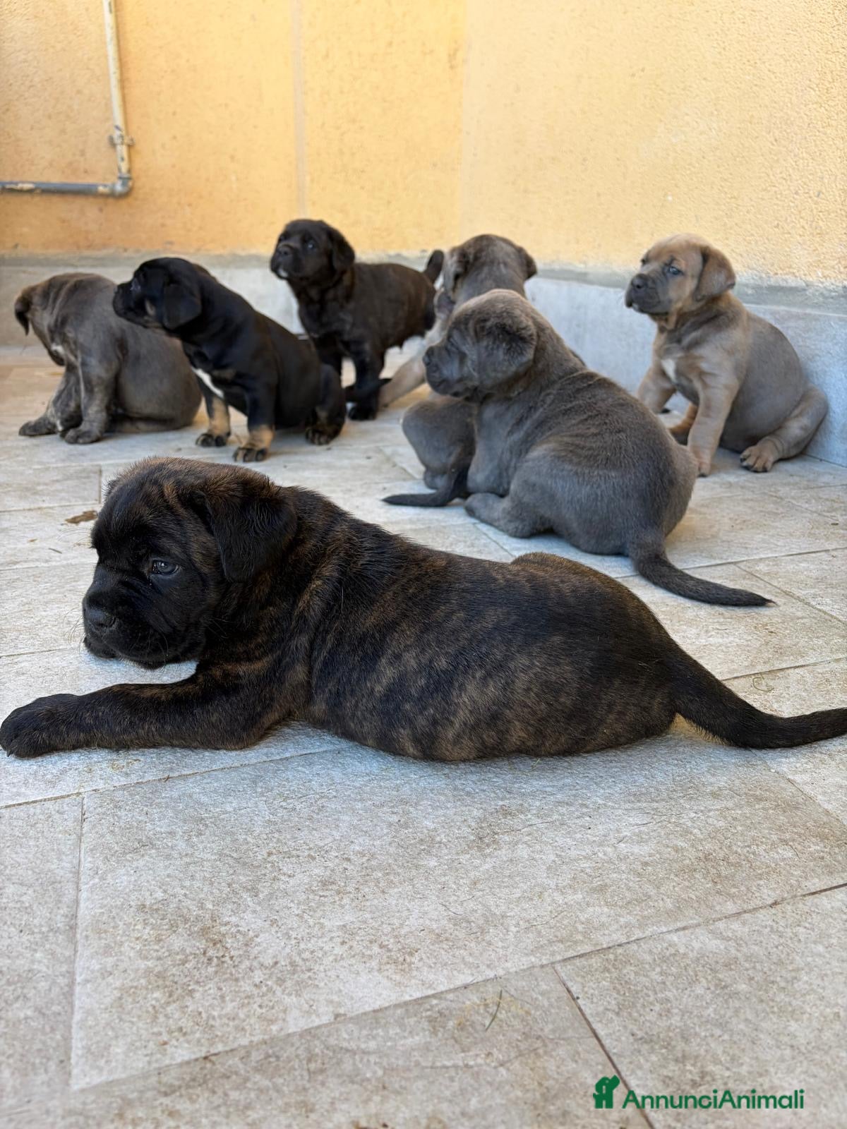 Cane Corso cani cuccioli di Cane Corso - Annuncio 1
