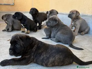 Cane Corso cani cuccioli di Cane Corso - Annuncio 1
