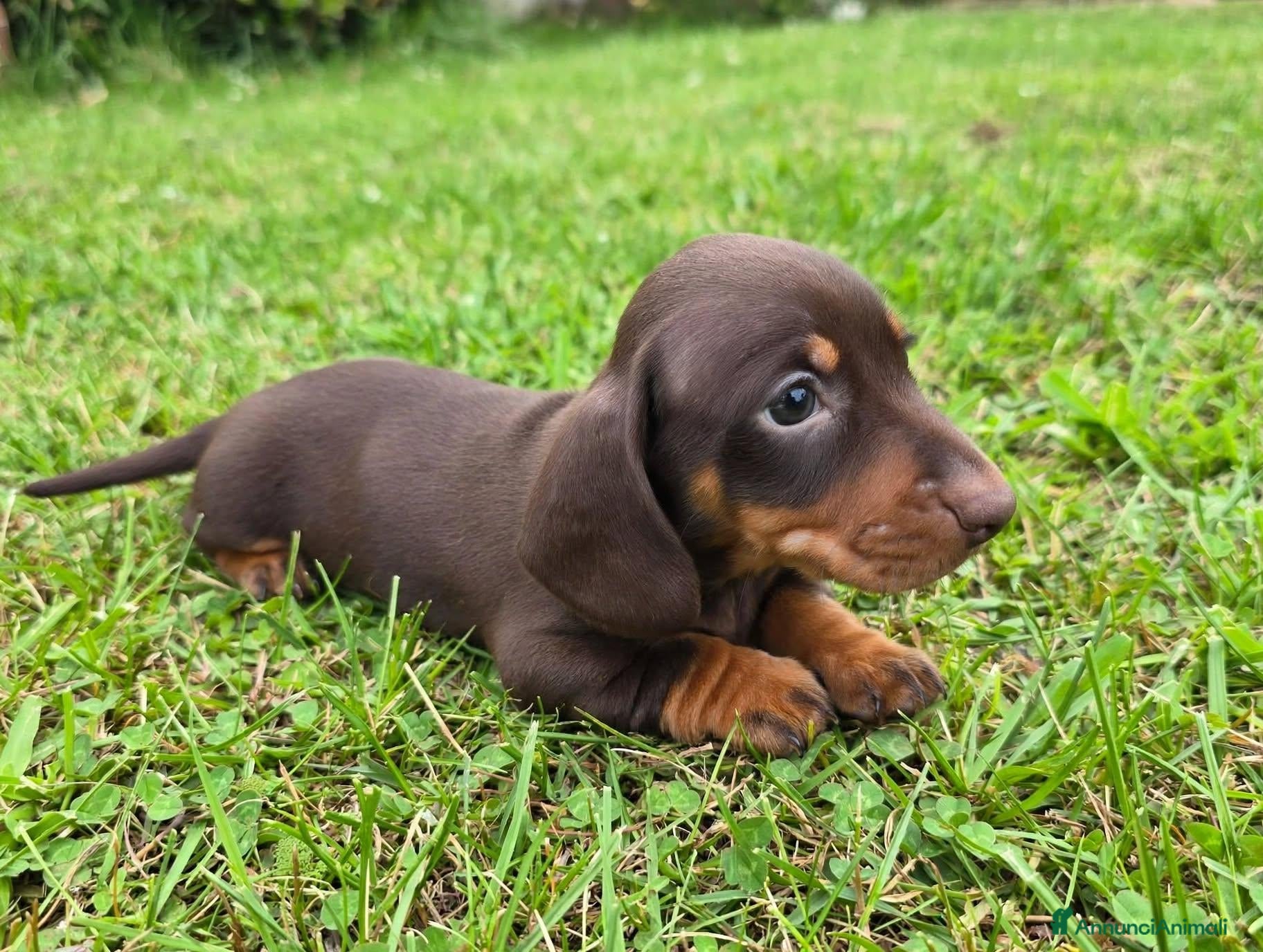 Bassotto cani Bassotto tedesco kaninchen ENCI  - Annuncio 1